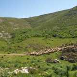 Arriviamo dunque nel territorio di Poggiorsini, rimanendo ammutoliti dal silenzioso e verde fascino di questa zona caratterizzata da colline verdi e pietrose al tempo stesso. Scendiamo dalla nostra auto proprio mentre un�arcaica processione di pecore sta percorrendo uno stretto sentiero rurale